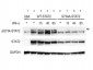 Anti-STAT2 pS734 (RABBIT) Antibody